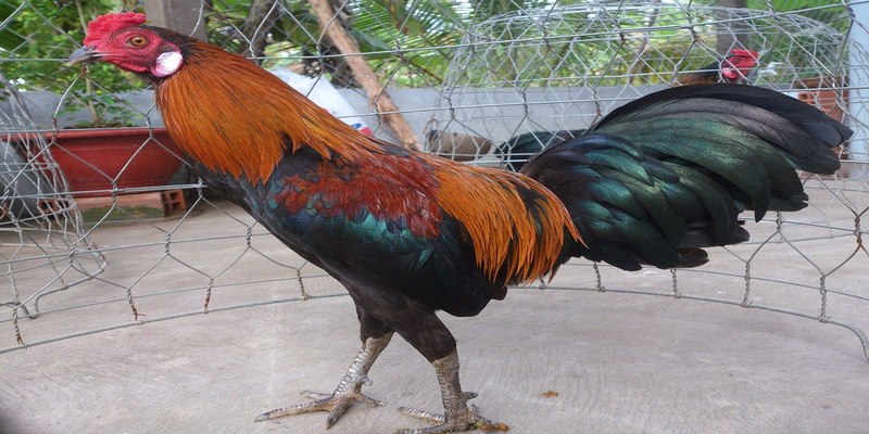 Top 4 Gà Chọi Hay Nhất Hiện Nay Được Anh Em Sư Kê Săn Lùng 5 gà chọi hay nhất hiện nay
